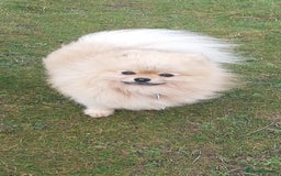 Pomeranian dogs for stud: FOR STUD-Beautiful KC Reg Cream/Wolf Sable in Burry Port - Image 3