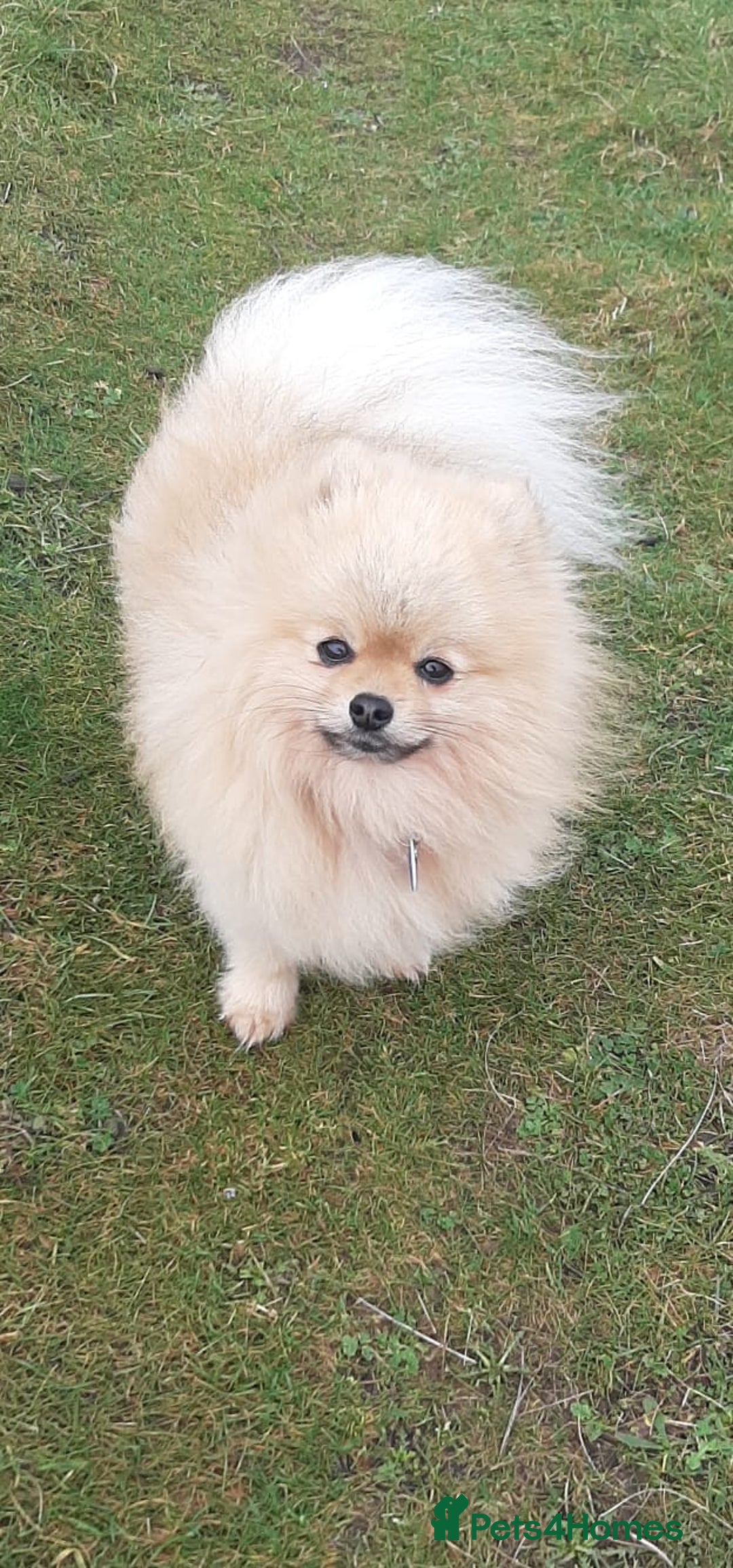 Pomeranian dogs for stud: FOR STUD-Beautiful KC Reg Cream/Wolf Sable in Burry Port - Image 3