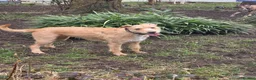 Mixed Breed dogs for sale: Fern 2 years old  in Dukinfield - Advert 11