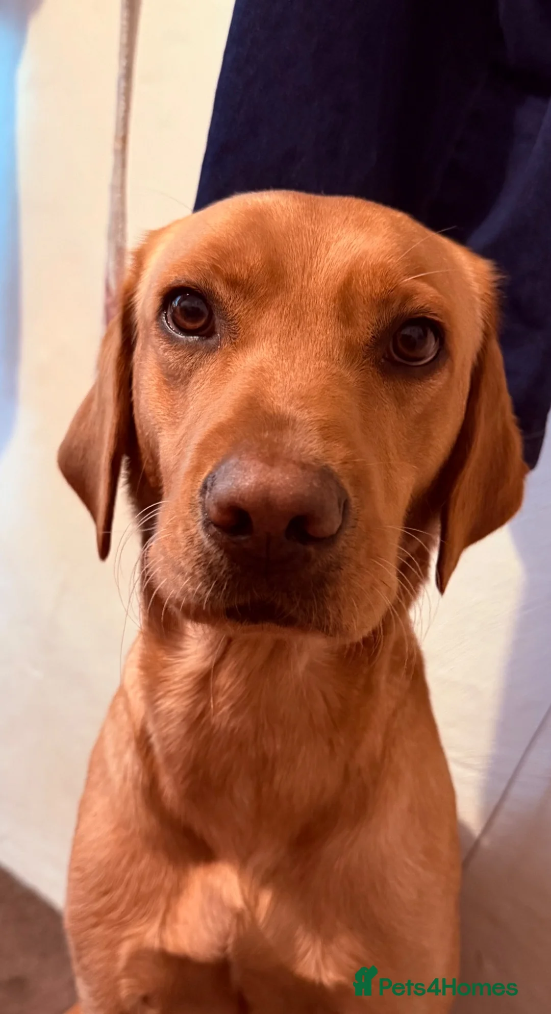 Labrador Retriever dogs for sale: Male Lab 3 years old  - Advert 2