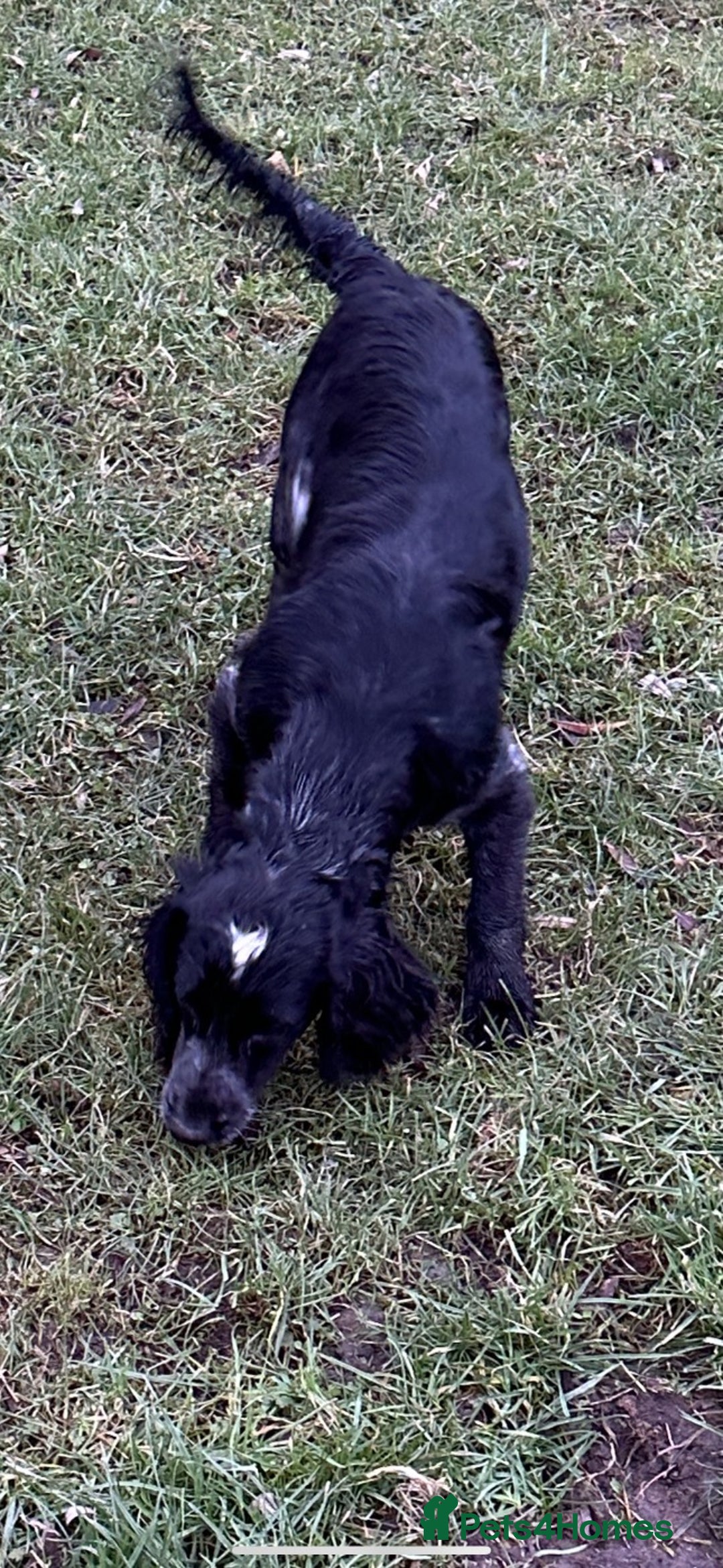 Cocker Spaniel dogs for sale: Hanscombe working cocker spaniel puppies - Advert 8