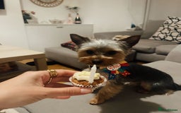 Yorkshire Terrier dogs for sale: Very Tiny,mini Yorkshire terrier🥰 BOY - Image 8