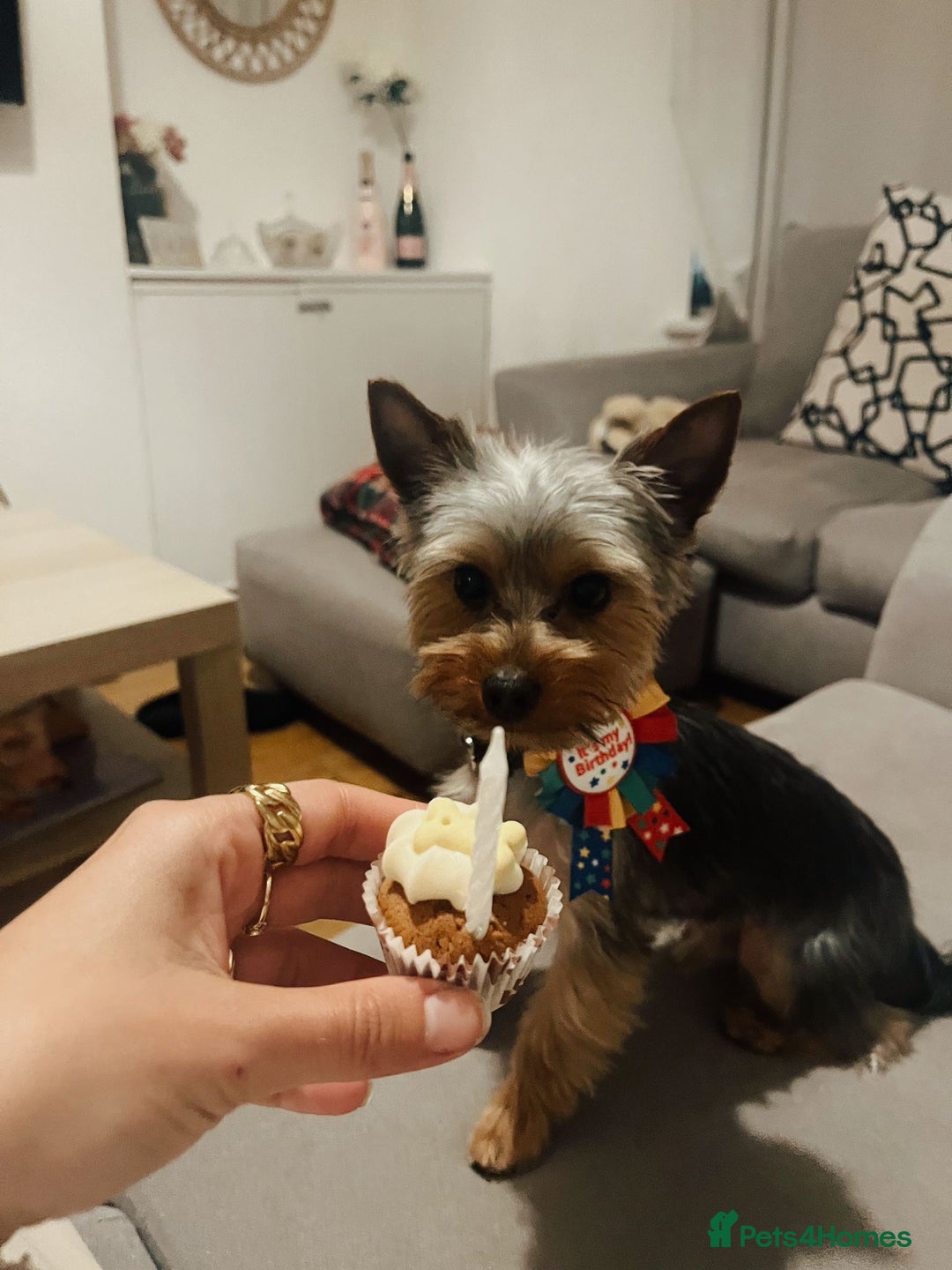 Yorkshire Terrier dogs for sale: Very Tiny,mini Yorkshire terrier🥰 BOY - Image 8