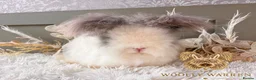 Angora rabbits for sale: Beautiful Adult Angoras Available  - Advert 8