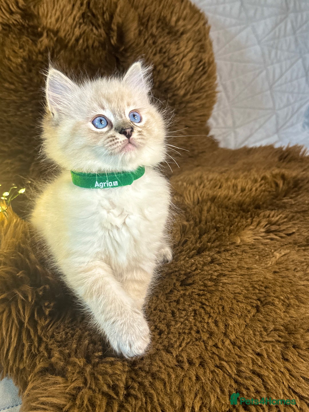 Ragdoll cats for sale: GCCF Sealpoint Mitted/Blue Lynx Ragdoll kittens - Image 11