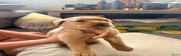 Labrador Retriever dogs for sale: Golden Labrador puppies - Advert 3