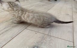 Bengal cats for sale: 3 beautiful bengal kittens - Image 8