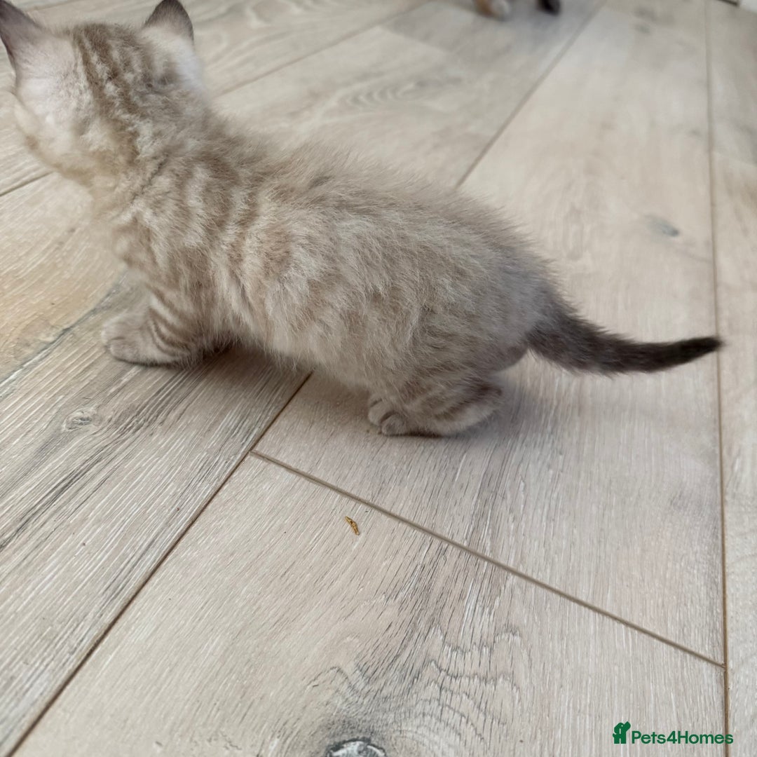 Bengal cats for sale: 3 beautiful bengal kittens - Image 8