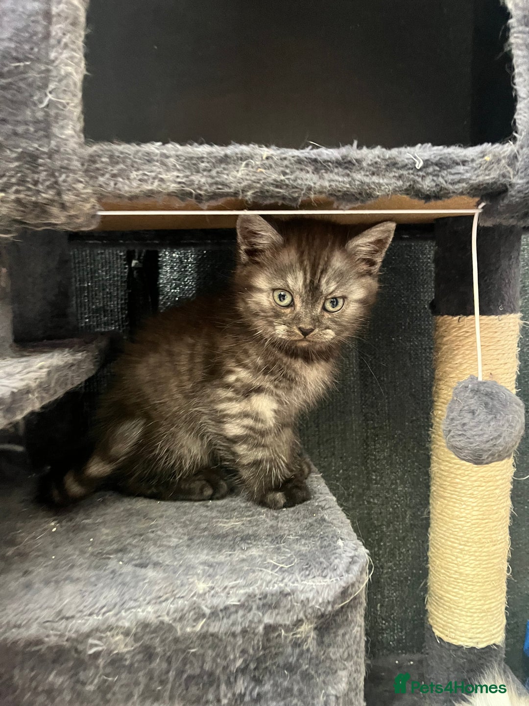 Persian cats for sale: Mixed breed persians - Image 6