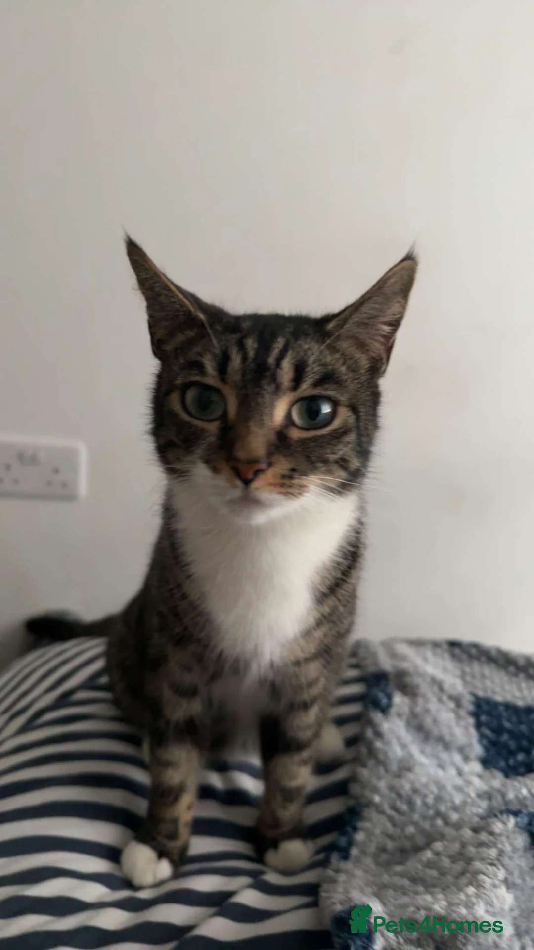 Mixed Breed cats for sale: 5 Beautiful kittens ready to go  - Advert 21