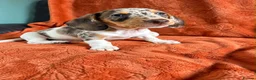 Miniature Dachshund dogs for sale:  Mini dachshunds female  - Advert 16