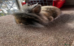 Lionhead rabbits for sale: Netherland dwarf X Lionhead  - Image 3
