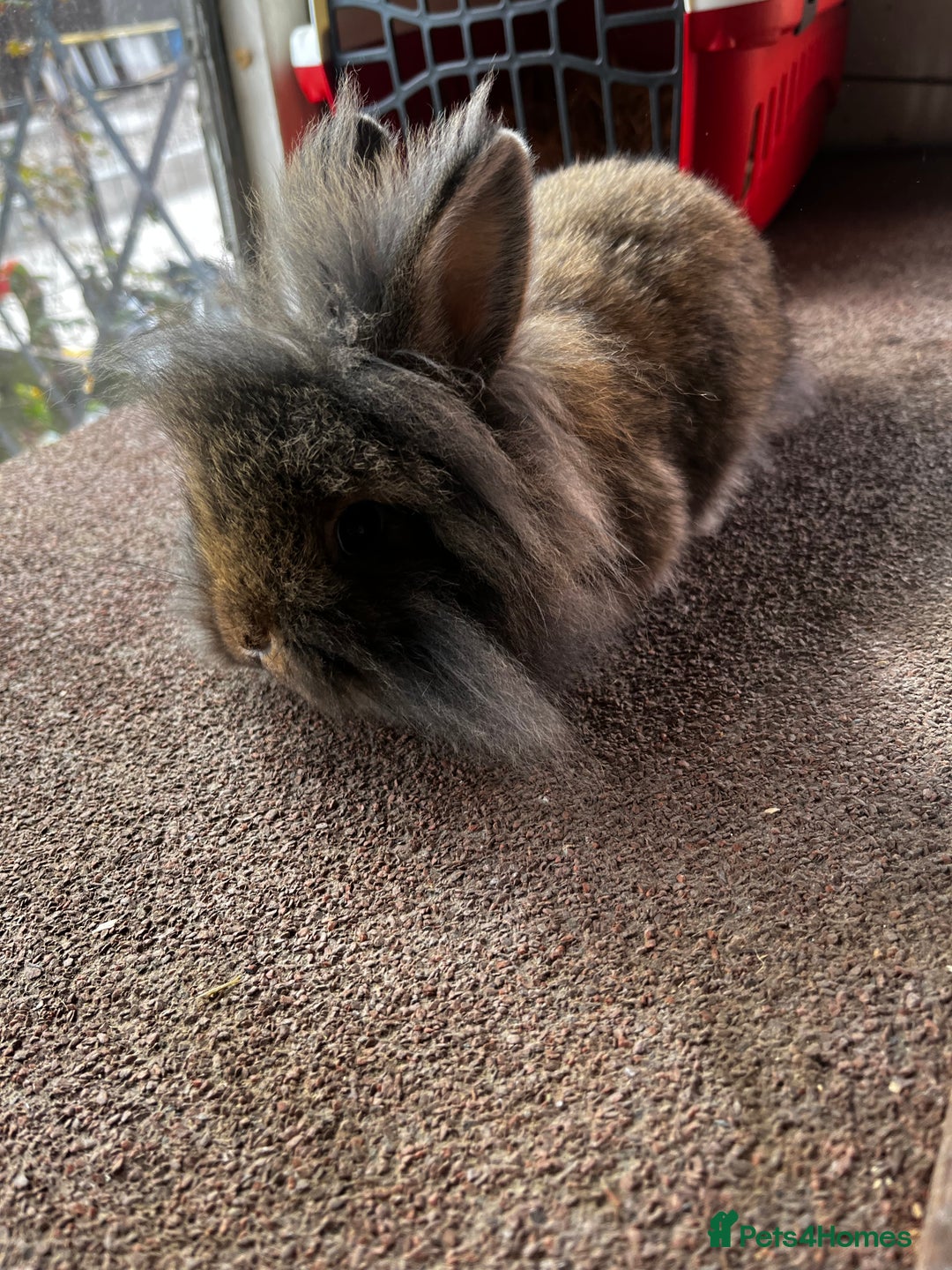 Lionhead rabbits for sale: Netherland dwarf X Lionhead  - Image 3
