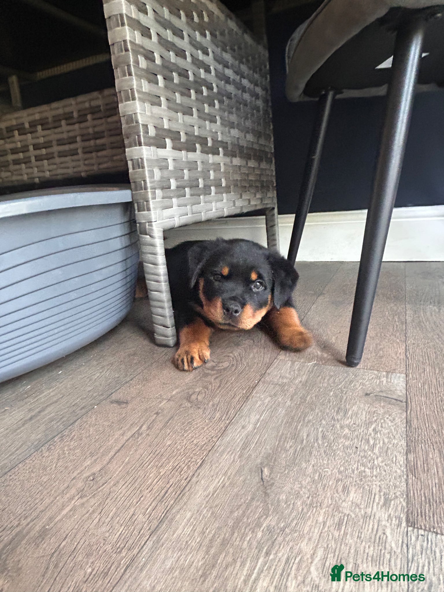 Rottweiler dogs Rottie puppies 1 boy / 1 girl left £1400 each  - Advert 22