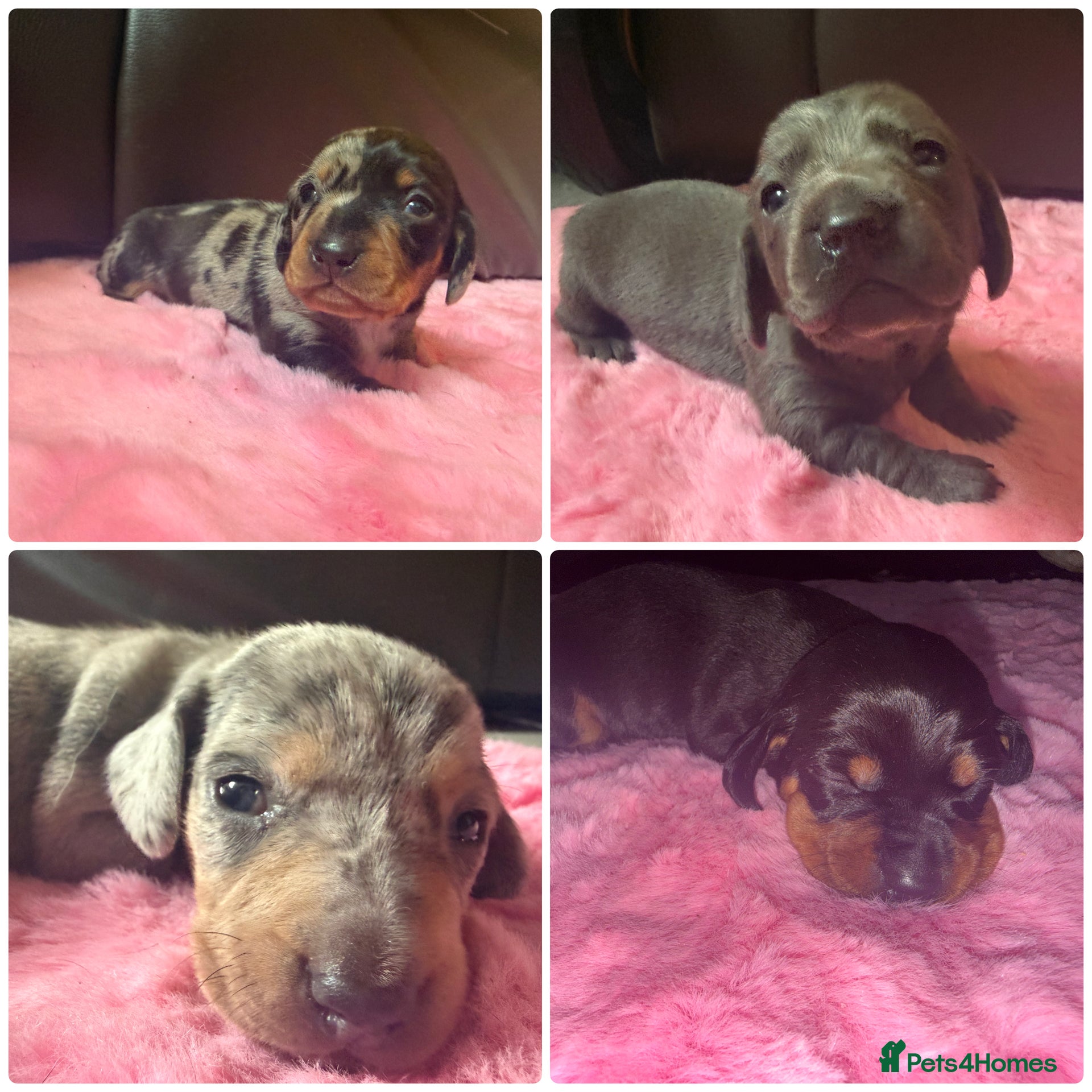 Miniature Dachshund dogs Gorgeous mini dachshund pups  - Advert 9