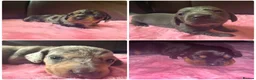 Miniature Dachshund dogs for sale: Gorgeous mini dachshund pups  - Advert 1