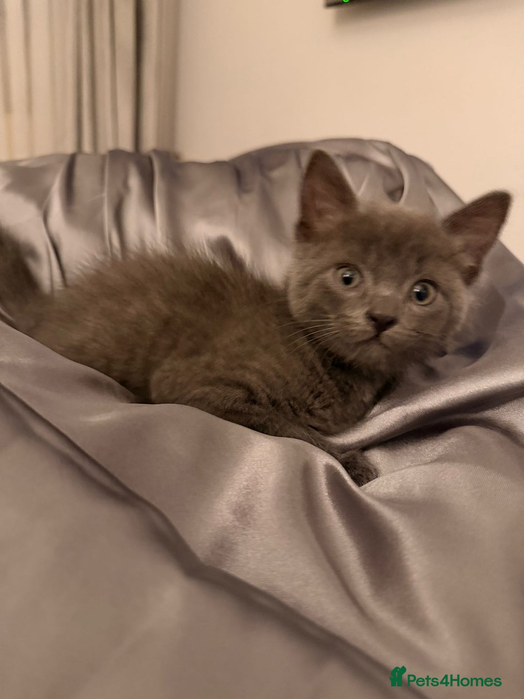 Russian Blue cats for sale: British shorthair - Advert 4