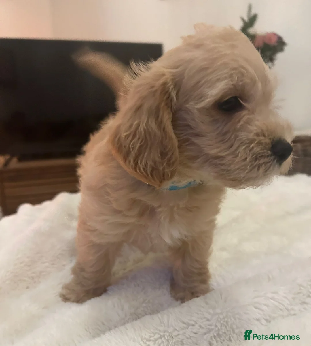 Jackapoo dogs for sale: Jackapoo puppies - Advert 7