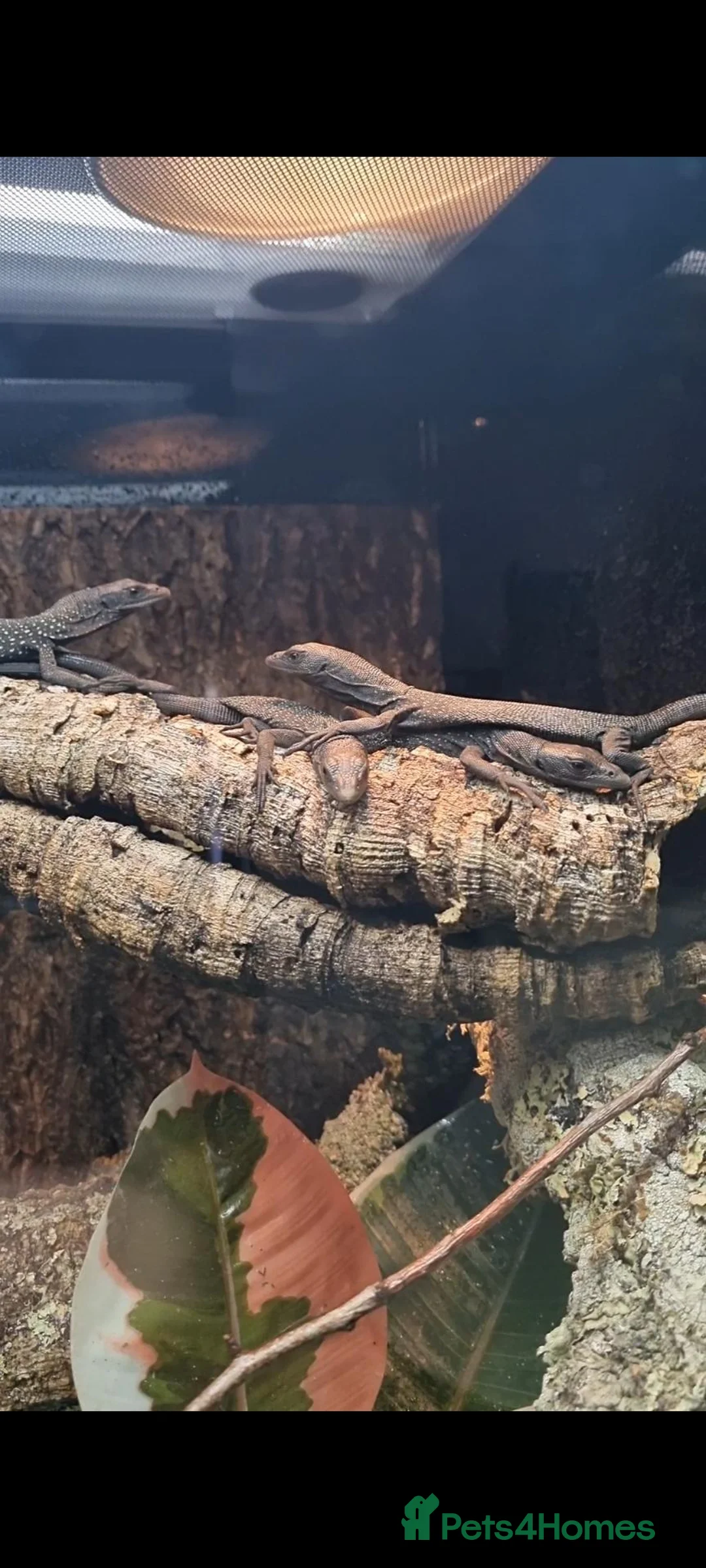 Monitor reptiles for sale: Ukcb varanus beccarii  - Advert 1