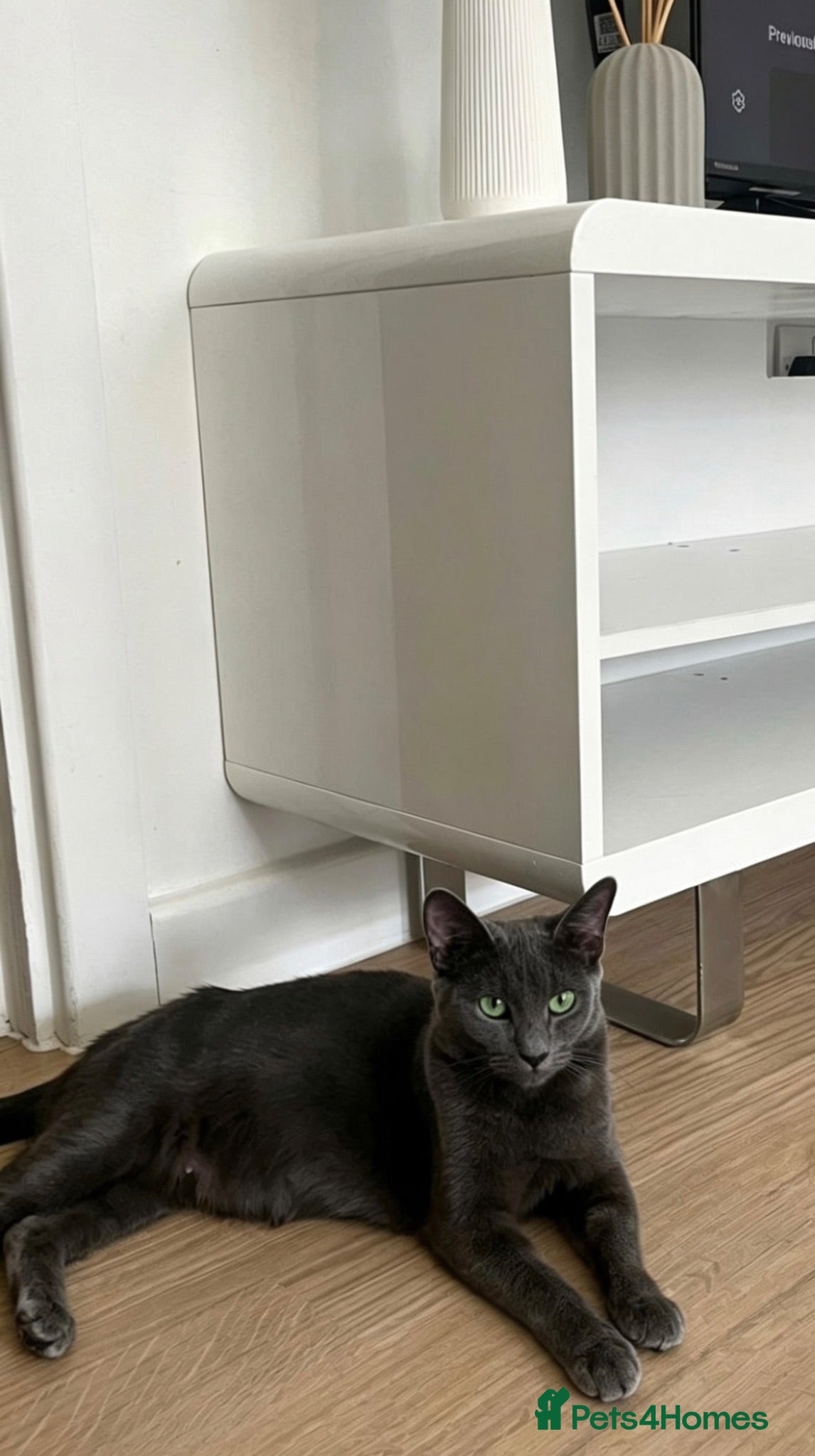 Russian Blue cats russian blue cross domestic short hair  - Advert 2