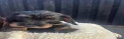 Miniature Dachshund dogs for sale: Wire Haired Miniature Dachshunds  - Advert 12