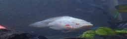 Other/Mixed Breed fish for sale: Mixture of fish for sale - Advert 3