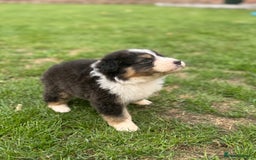 Australian Shepherd dogs for sale: 5 KC registered Australian Shepard puppies - Image 19
