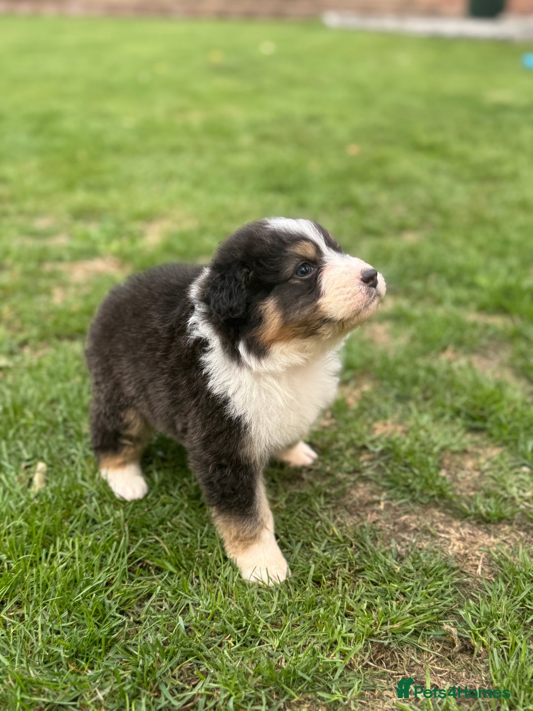 Australian Shepherd dogs for sale: 5 KC registered Australian Shepard puppies - Image 19