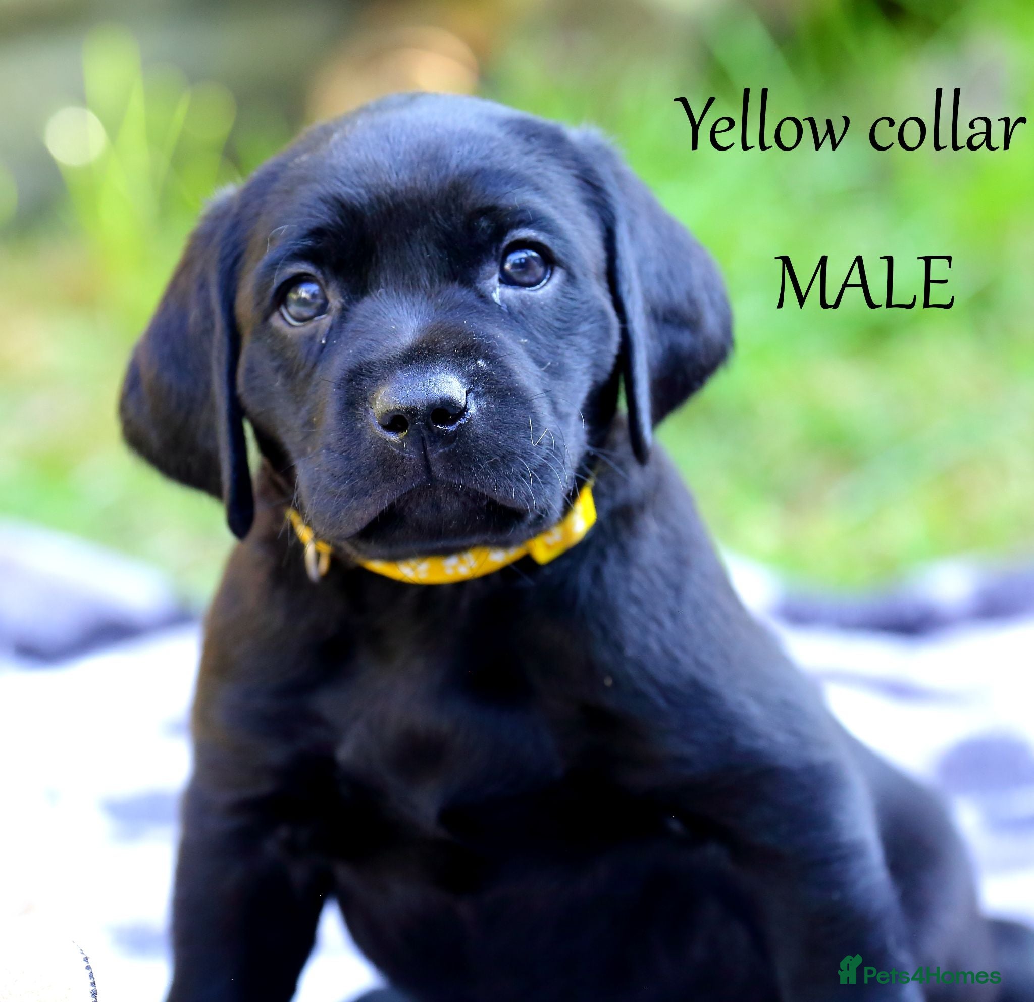 Labrador Retriever dogs Ready now, Fox red & black labrador pups - Advert 1