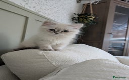 British Shorthair cats for sale: 🐾 Gorgeous British Shorthair Kittens 🐾 Pointed! - Image 2