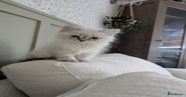 British Shorthair cats - Advert 7