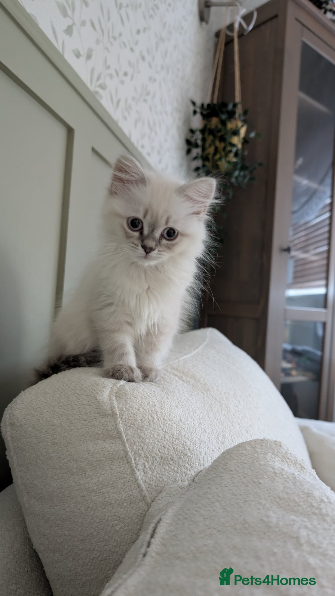 British Shorthair cats for sale: 🐾 Gorgeous British Shorthair Kittens 🐾 Pointed! - Image 2