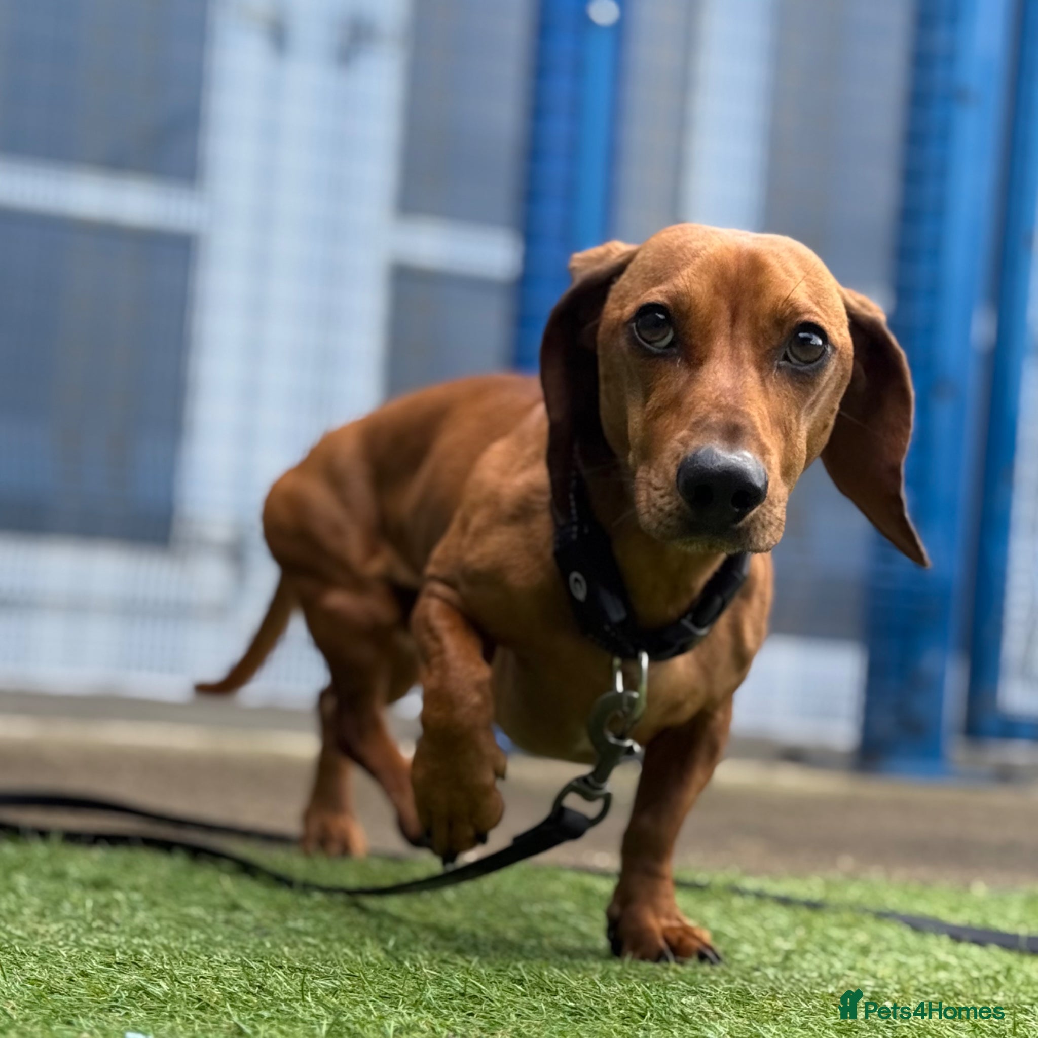 Dachshund dogs Marley - Advert 1