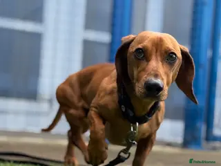 Dachshund dogs Marley - Advert 1