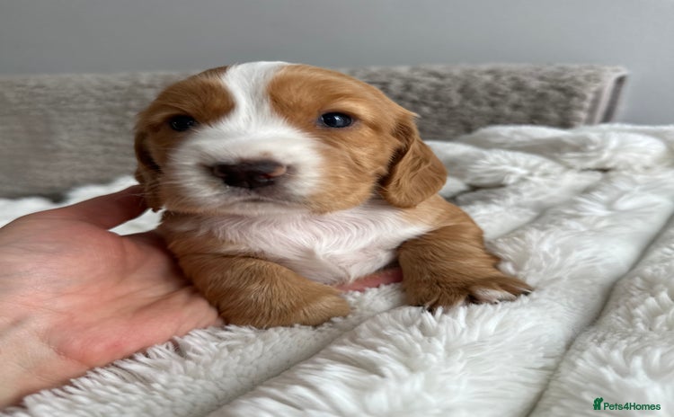 Cocker Spaniel dogs - Advert 2