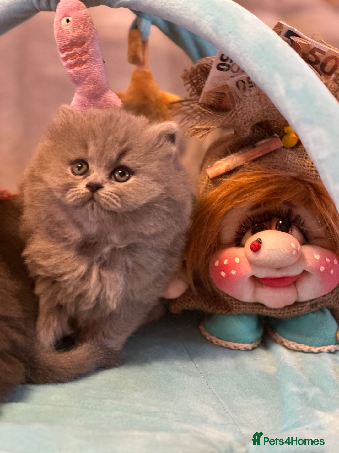 British Shorthair cats for sale: GCCF registered kitten  - Advert 12