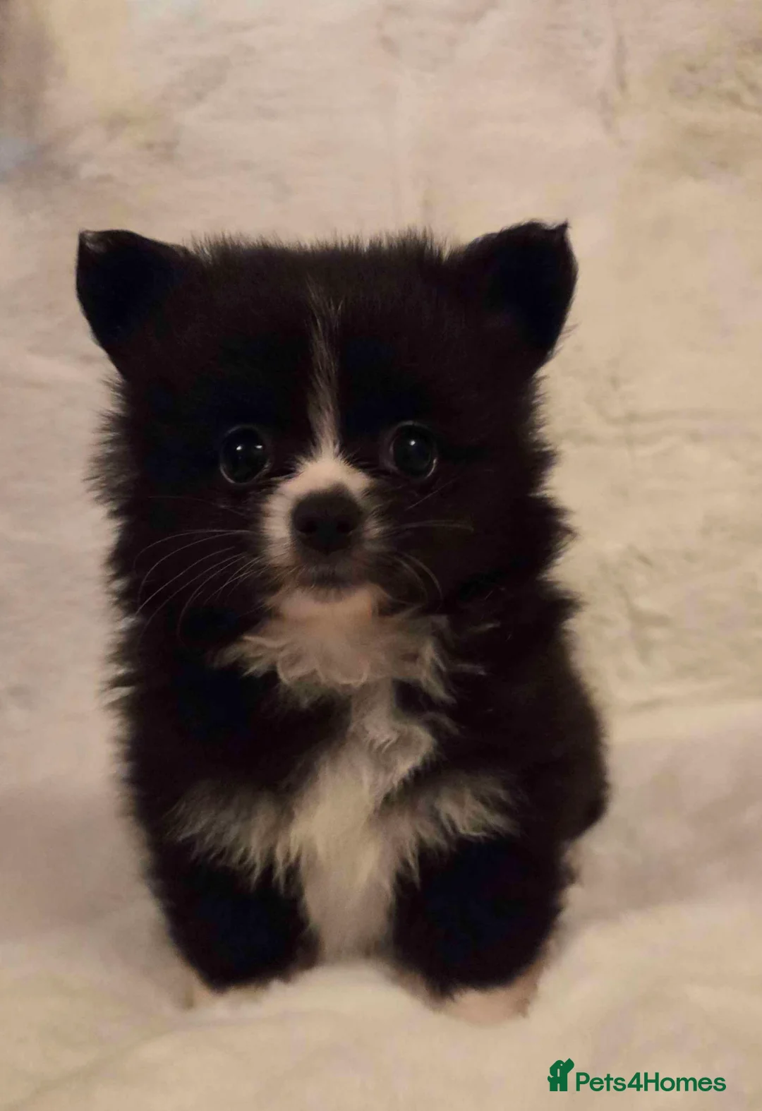 Pomchi dogs for sale: 3 Beautiful 3/4 pomeranian 1/4 chihuahua puppies,  - Advert 2