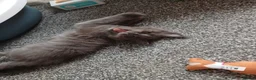 Maine Coon cats for sale: Pure breed Maine coon kittens - Advert 4