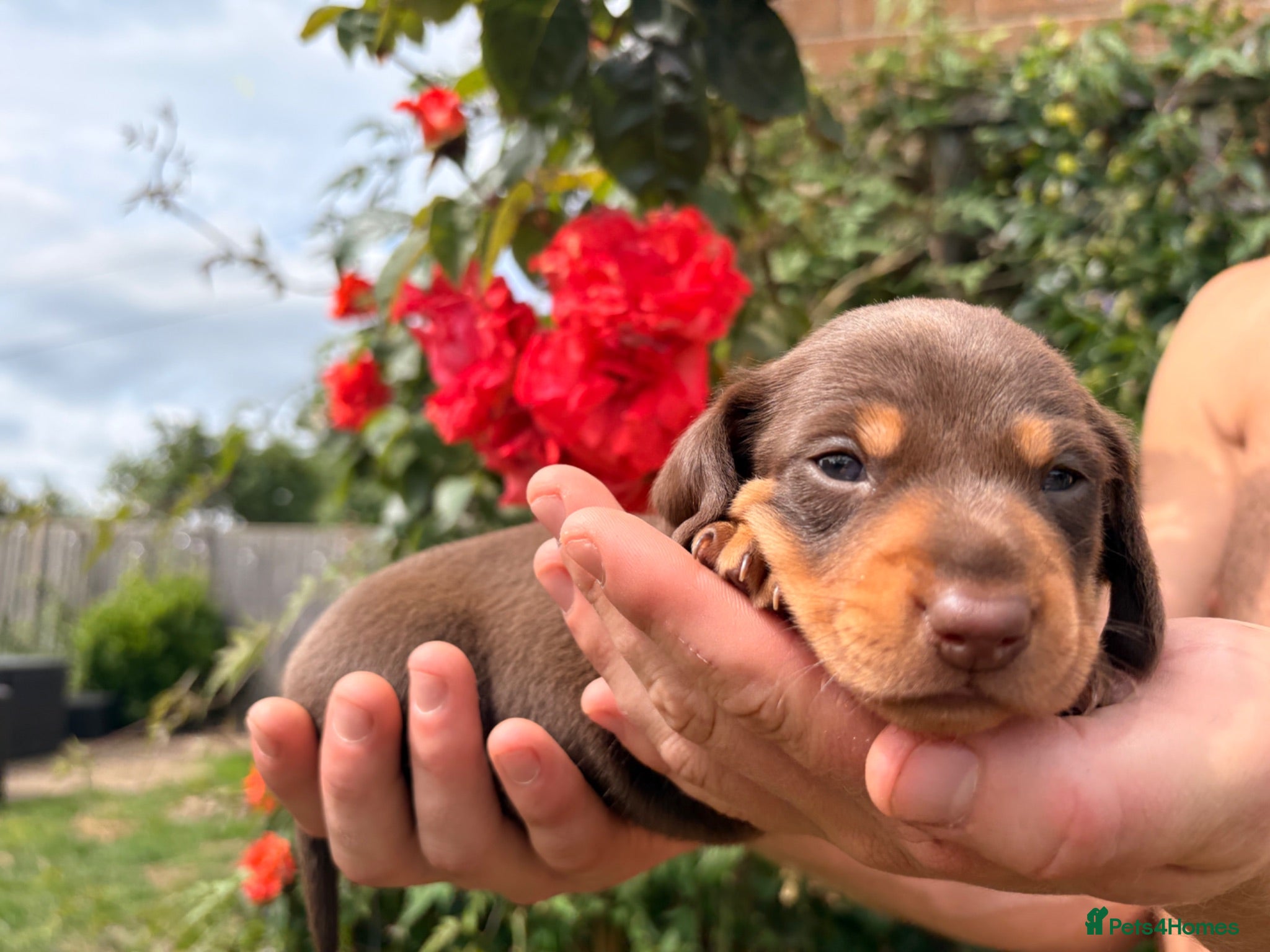 Miniature Dachshund dogs Beautiful Mini dachshund– 2 Females Available - Advert 11