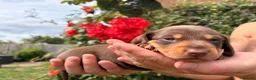 Miniature Dachshund dogs for sale: One female available 🏡 ready to leave  - Advert 25
