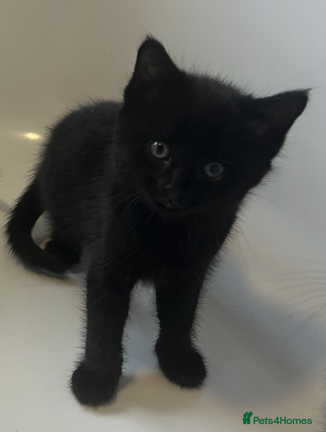 Mixed Breed cats for sale: 4 kittens looking for their forever home  - Advert 10