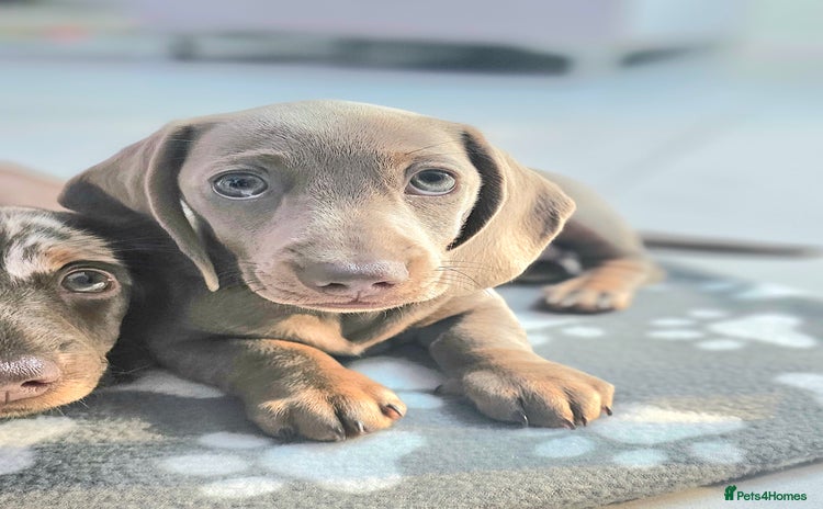 Miniature Dachshund dogs - Advert 3