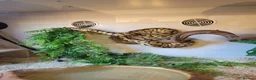 Python Snake reptiles for sale: Royal python for sale - Advert 1