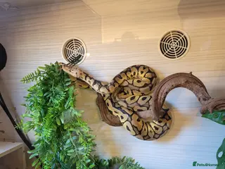 Python Snake reptiles Royal python for sale - Advert 2