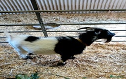 Goats livestock for sale: Boer goat x nannies and pygmy Billy  - Image 8
