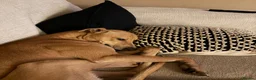 Lurcher dogs for sale: Family lurcher  in Wigan - Advert 5