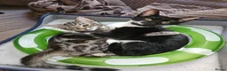 Mixed Breed cats for adoption: Rescue kitten 6 months looking for her own home - Advert 4