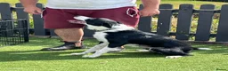 Border Collie dogs for sale: Border collie puppies  - Advert 16