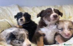 Border Collie dogs for sale: Border collie puppies  - Image 13