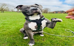 Mixed Breed dogs for sale: Staff mix dog looking for a house  - Advert 4